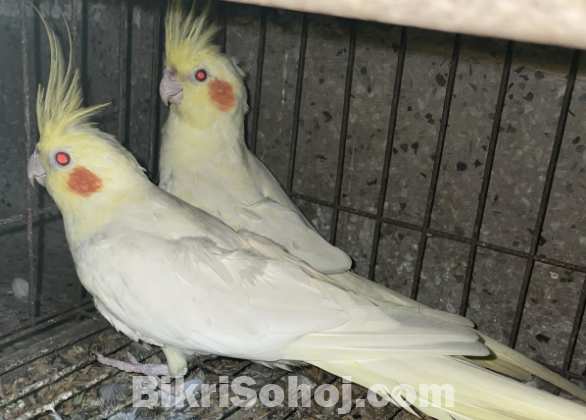 Lovebird & Cockatiel